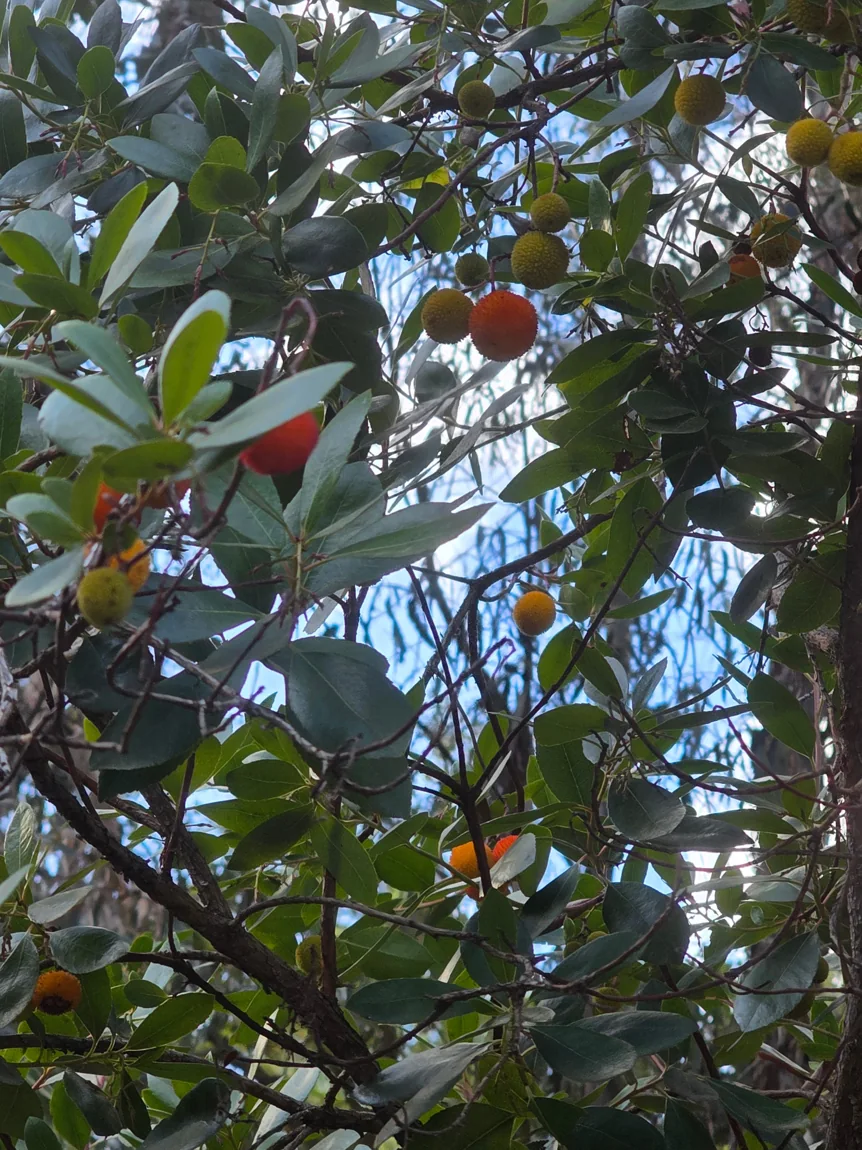Fotografia de Portugal – O medronheiro: natureza e tradição no Algarve